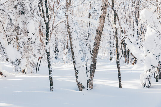 冬季天森林雪景树挂东北老里克湖