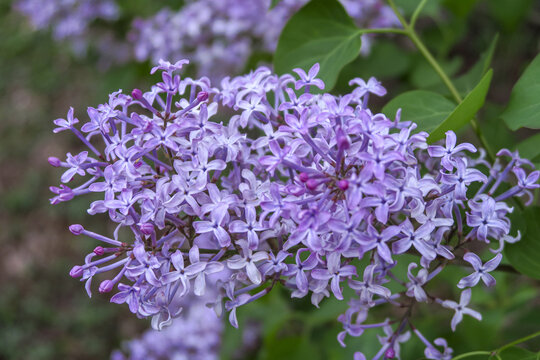 春天的丁香花