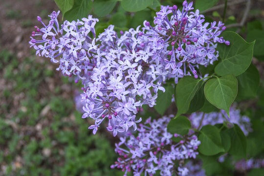 春天的丁香花