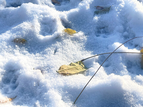 雪与落叶