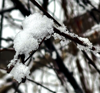 枝头雪