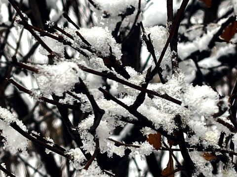 雪枝