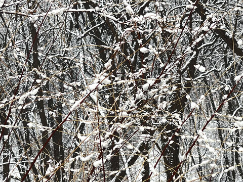 雪枝