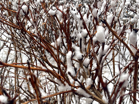 树技与雪