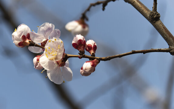 花苞