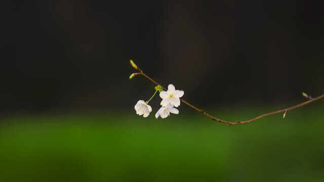 梅花特写镜头