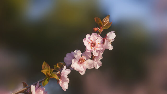 梅花