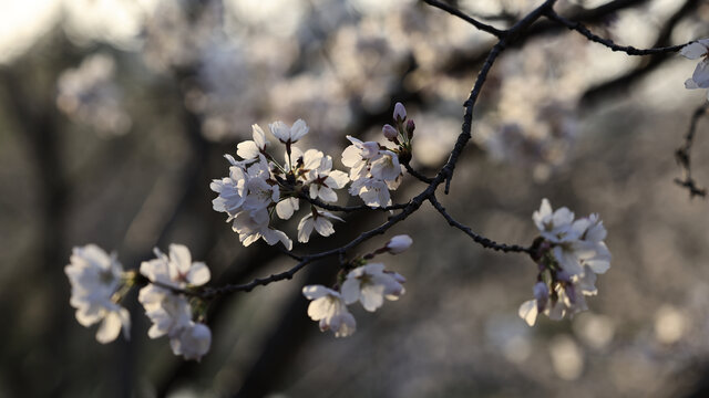 白色樱花