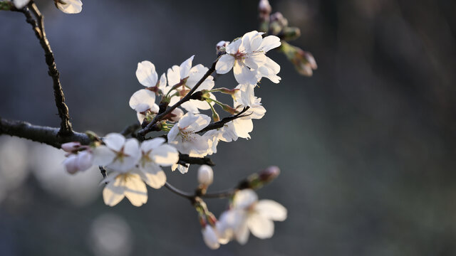 粉色樱花