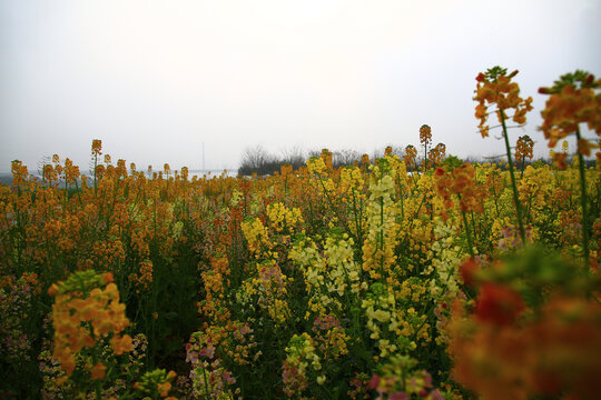 油菜花