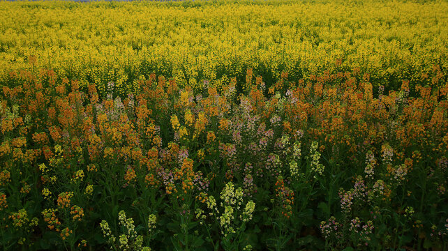 油菜花