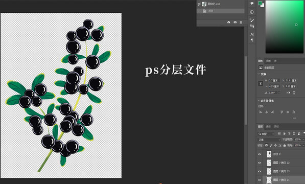 黑枸杞插畫