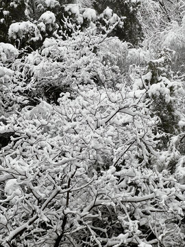 树枝挂雪