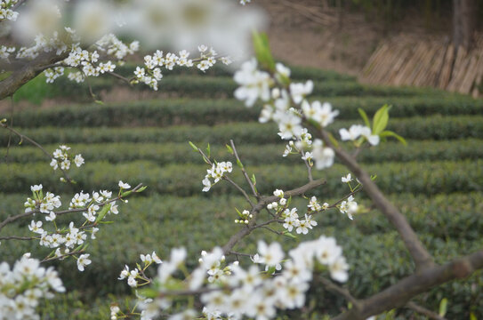 李花