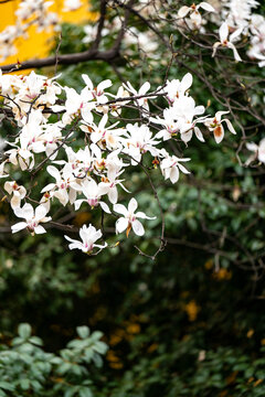 盛开的白玉兰花