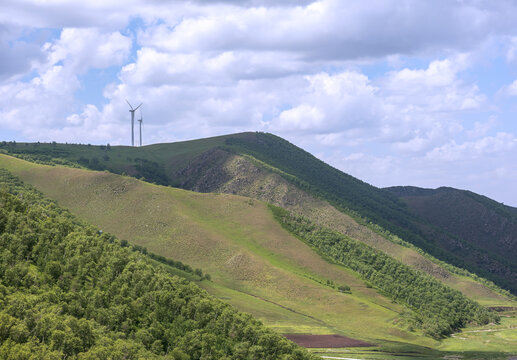 大青山阴山北坡桦树林