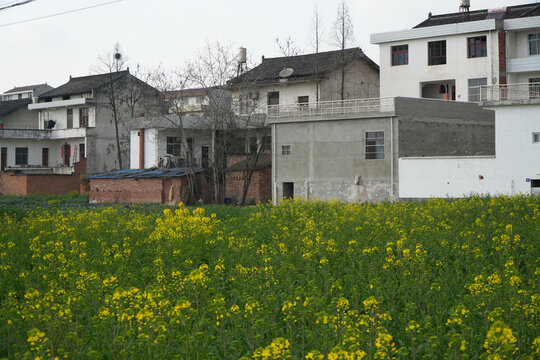 洋县油菜花