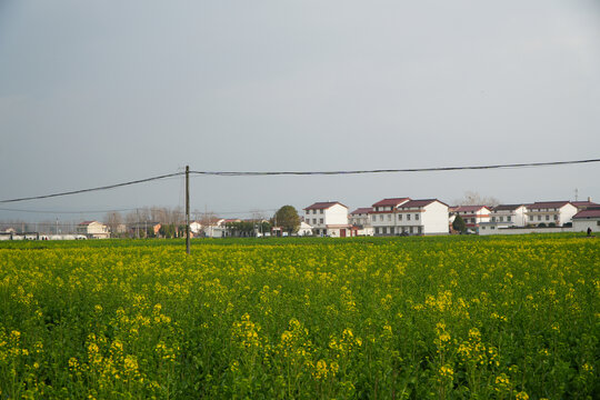 油菜花和村庄