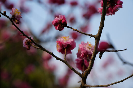 梅花季节