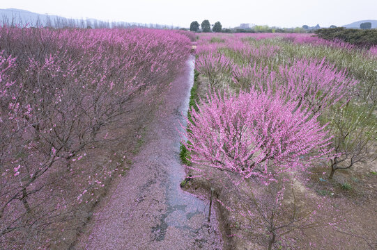 苏州西山消夏湾梅花