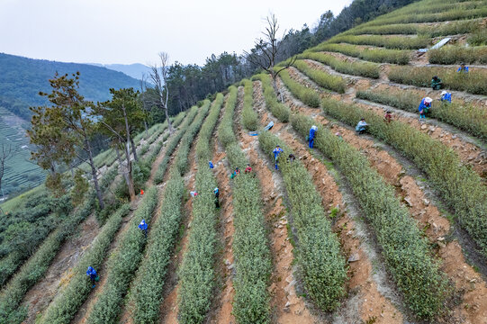 苏州西山碧螺春茶园采摘