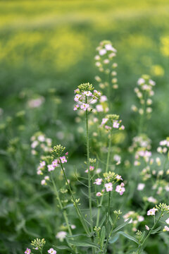 油菜花