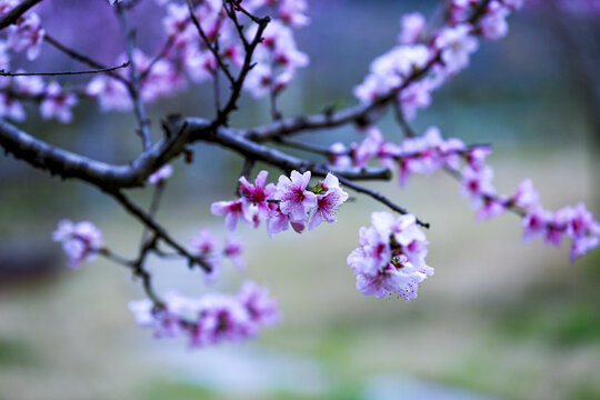 桃花开枝头