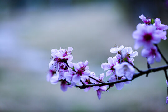 桃花蕊