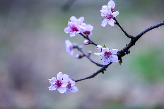 桃花红