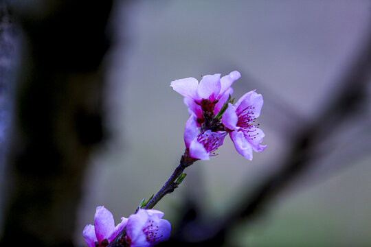 一枝桃花