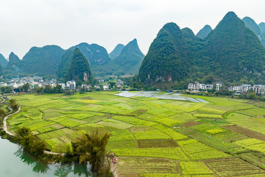 广西阳朔遇龙河景区河畔油菜花开