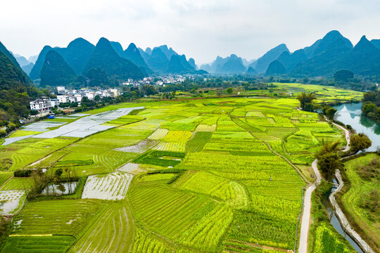 广西阳朔遇龙河景区河畔油菜花开