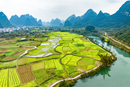 广西阳朔遇龙河景区河畔油菜花开