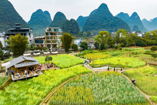 广西阳朔遇龙河景区河畔油菜花开