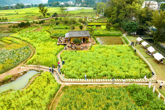 广西阳朔遇龙河景区河畔油菜花开