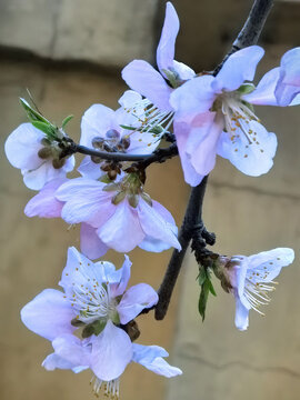 巴旦杏花种植