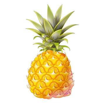 菠蘿