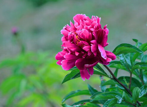 芍药花