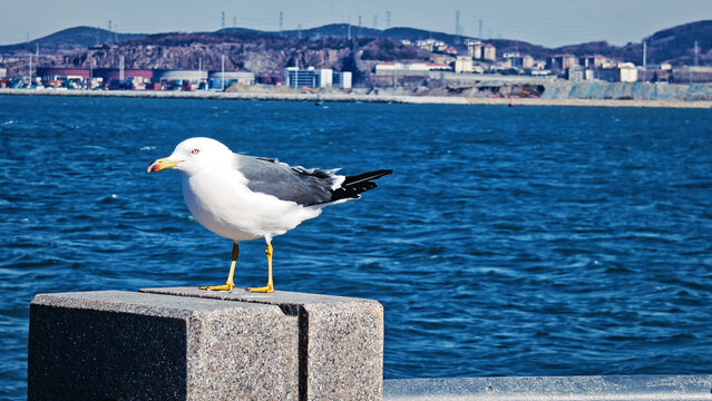 海鸥