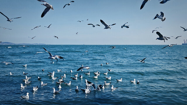 一群海鸥