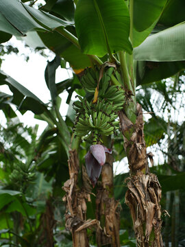 树上未成熟的蕉