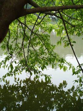 湖水旁的绿树