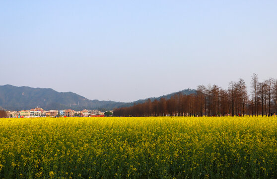 油菜花