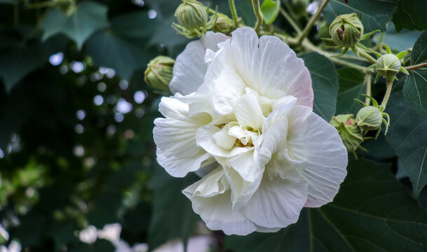 芙蓉花