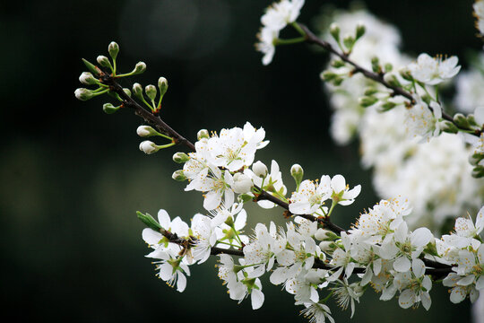 李子花