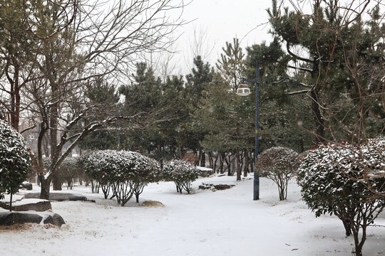 香河公园雪景