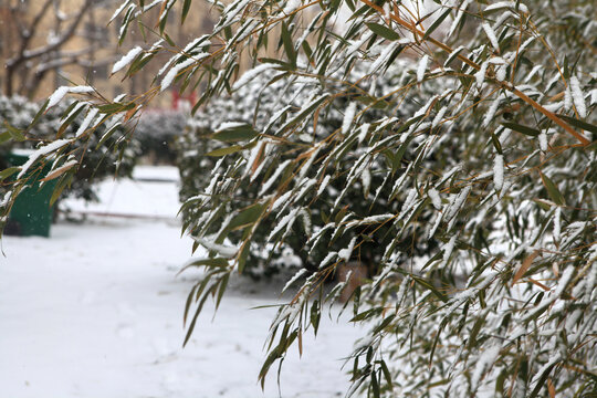 香河公园雪景