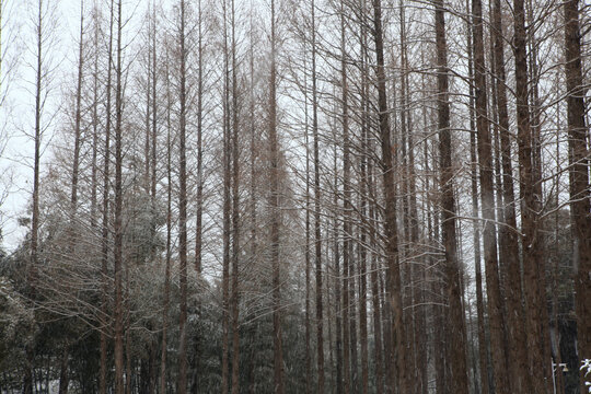 海曲公园雪景