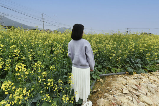 油菜花田