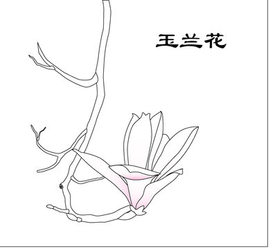 玉兰花